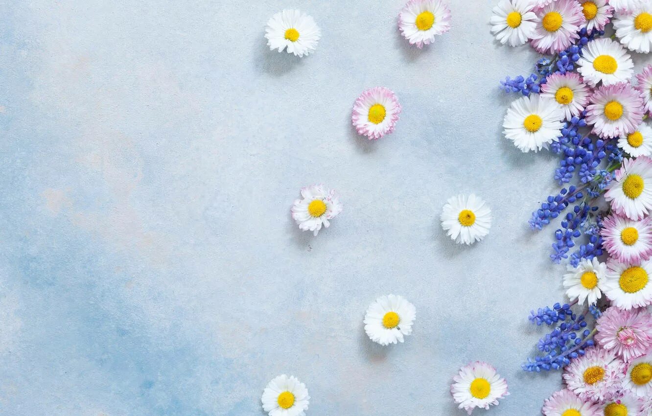 Красивые ромашки для оформления Download Aesthetic White Daisy&Gerbera Wallpaper Wallpapers.com