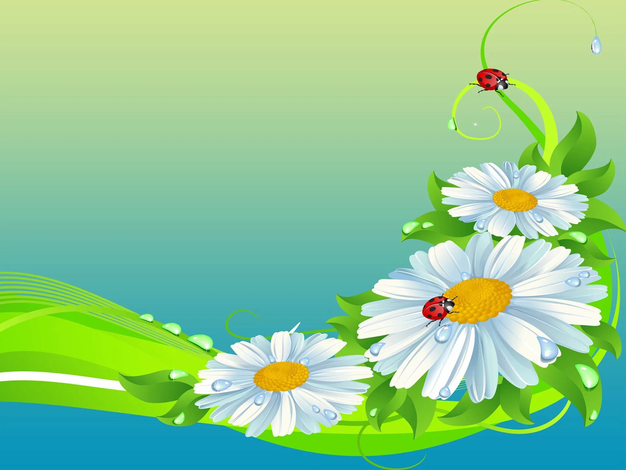 Красивые ромашки для оформления HD Flower Wallpapers ipad Air (met afbeeldingen)