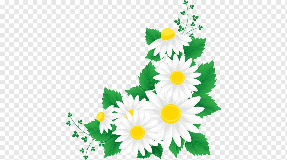 Красивые ромашки для оформления Chrysanthemum, chrysanthemum, leaf, grass, flower png PNGWing