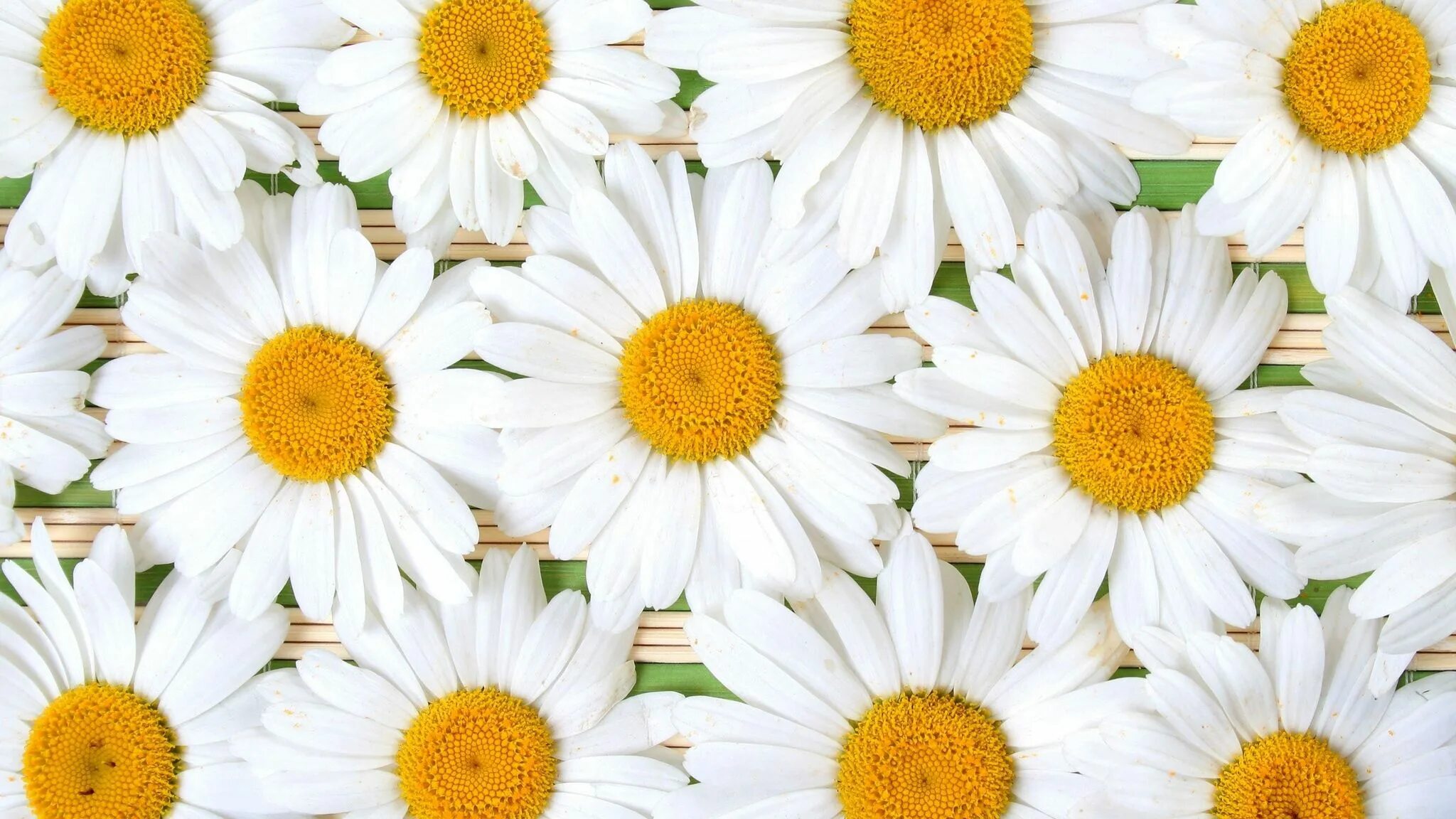 Красивые ромашки для оформления Download wallpaper 2048x1152 chamomile, flowers, petals, white, composition ultr