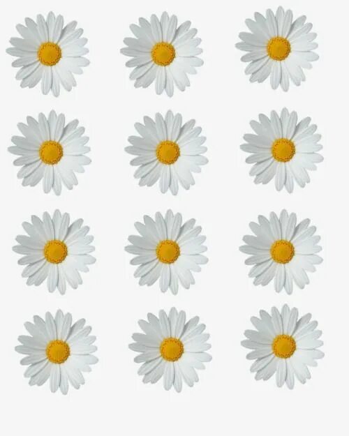 Красивые ромашки для оформления Daisy, Flor, En Clase PNG, Margaritas Blancas Imágenes Vectoriales, Archivos PSD