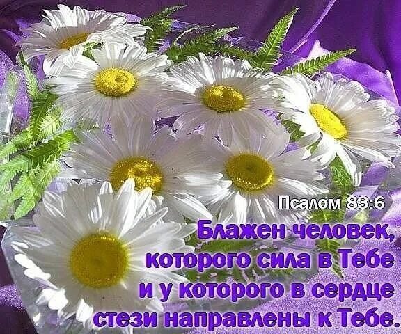 Красивые ромашки с днем рождения фото Живи для Него! Papatya, Çiçek, Papatyalar