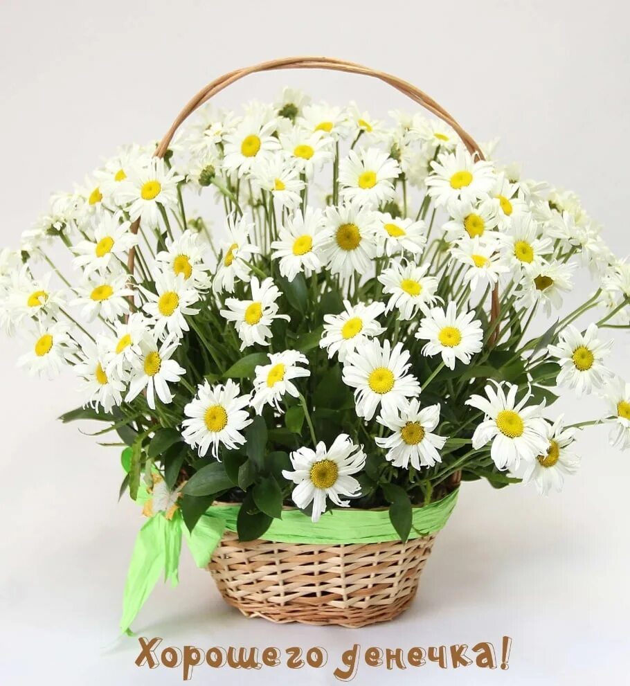Красивые ромашки с днем рождения фото #ХорошегоДня@best_cards_for_you 2023 Лучшие открытки и поздравления ВКонтакте
