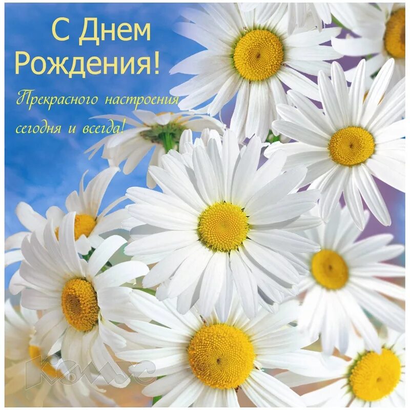 Красивые ромашки с днем рождения фото Пестова Анна Владимировна (Анна Влада), с днем рождения! - Вопрос № 571719 на фо
