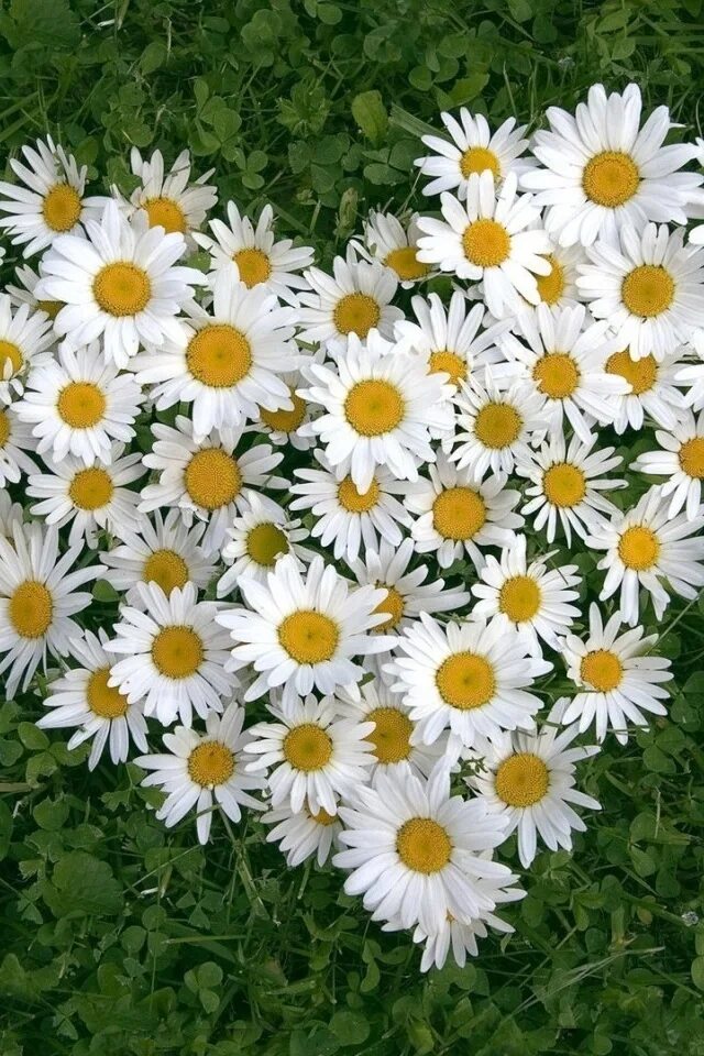Красивые ромашки с днем рождения фото Flower Heart Margherite, Fiori, Foto