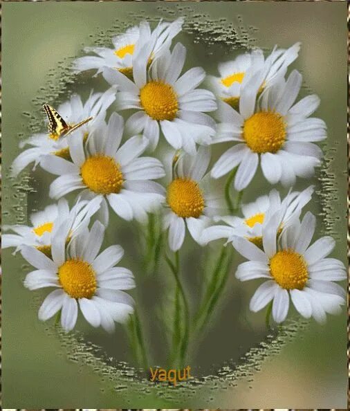Красивые ромашки с днем рождения фото Gif de flores.