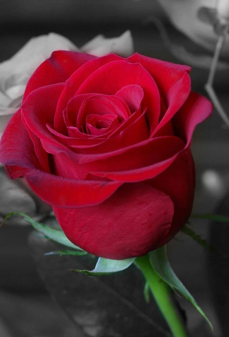 Красивые розы фото Yony on Twitter Beautiful rose flowers, Beautiful roses, Rose flower wallpaper