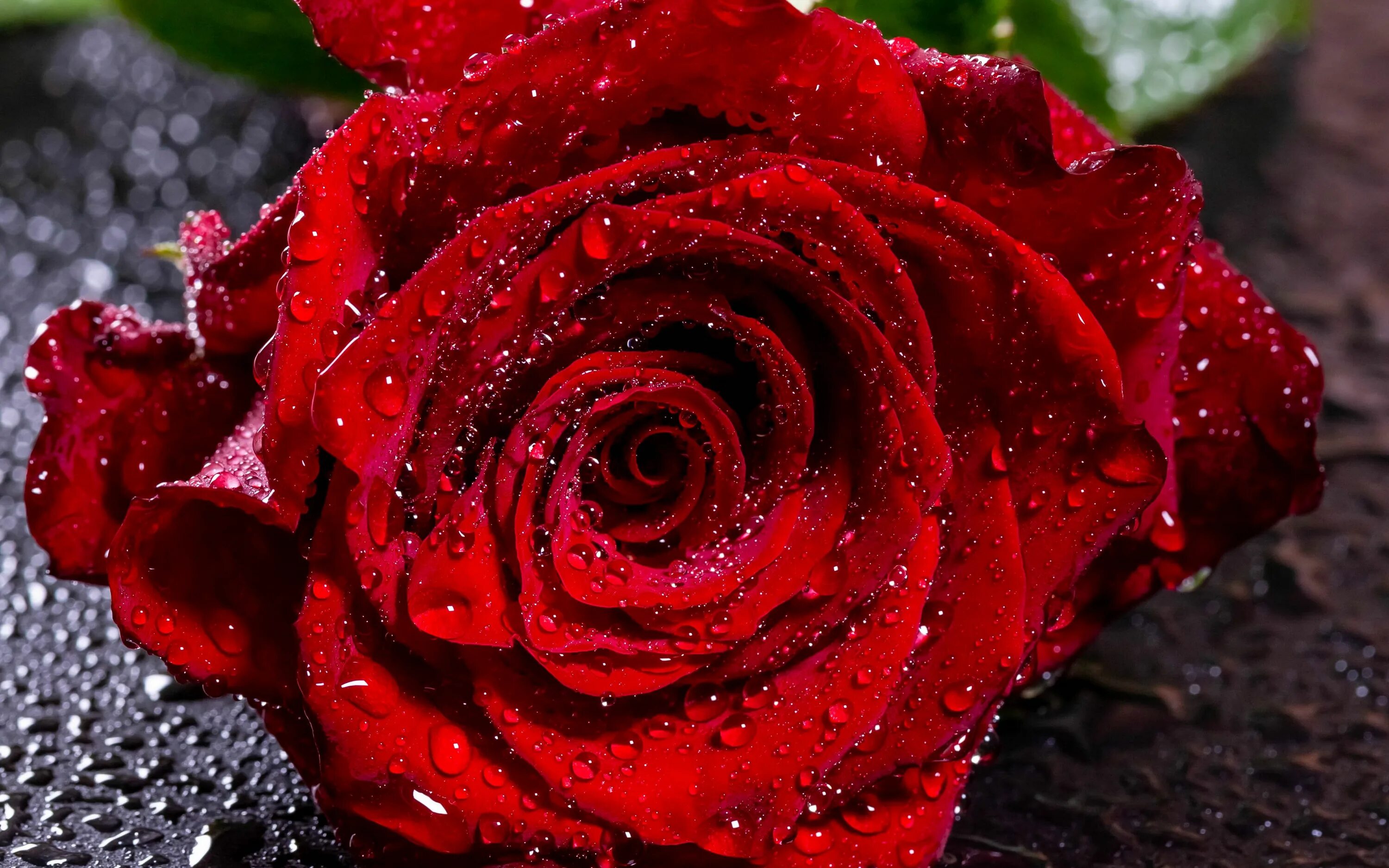 Красивые розы фото Download wallpaper 3840x2400 rose, drops, moisture, bud, red, petals, flower 4k 