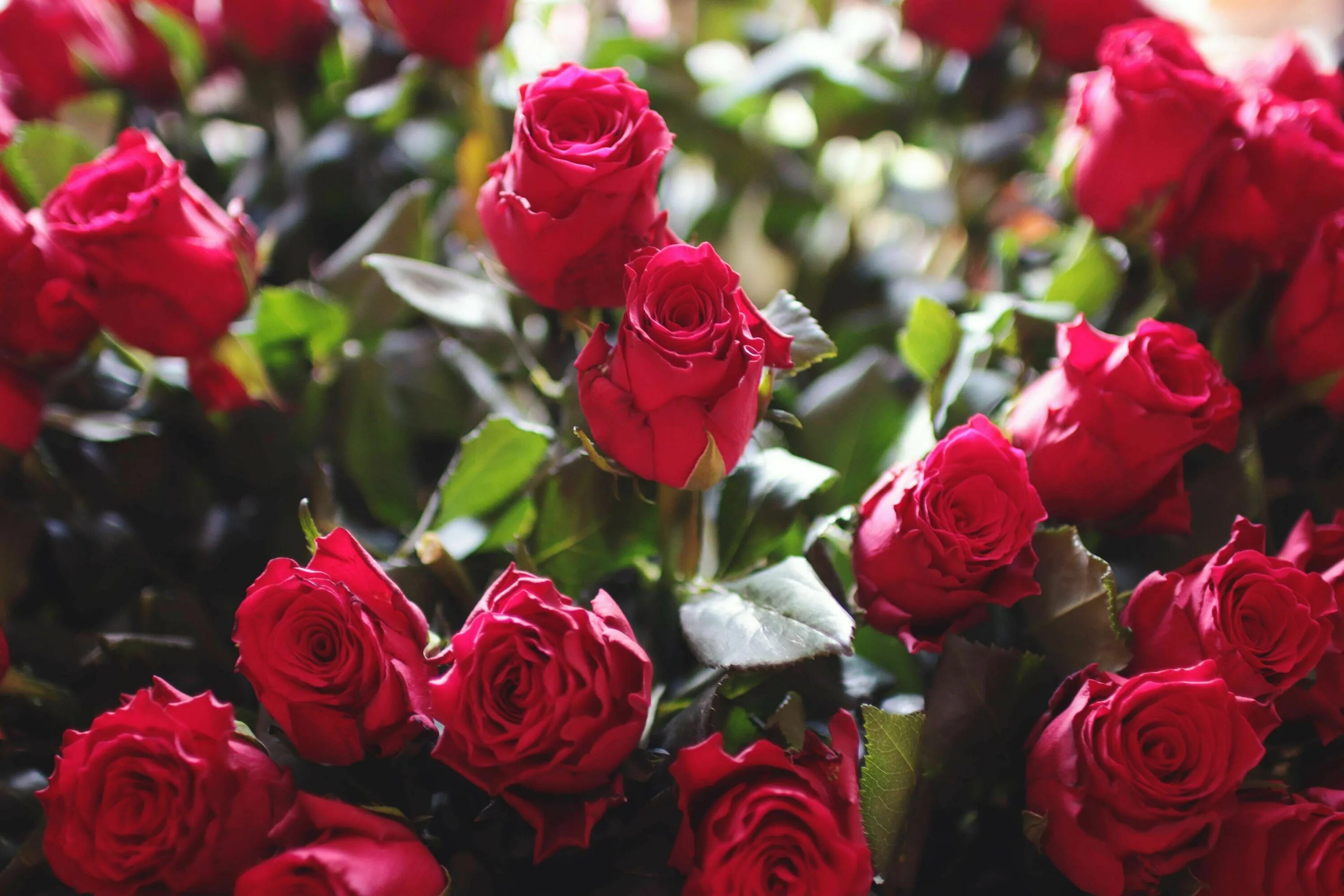 Красивые розы фото #bouquet #bunch of flowers #flowers #gift #love #present #red roses #romance #ro