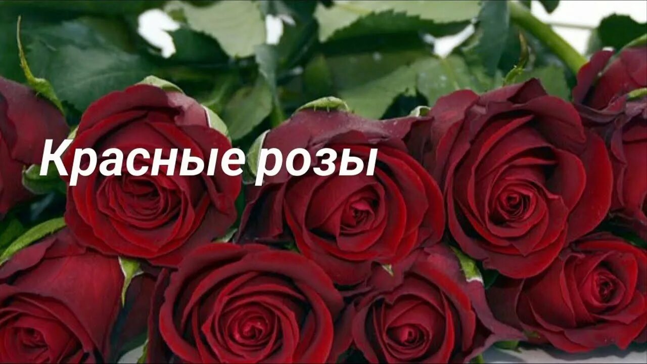 Красивые розы фото Красные розы / Рассказ РЖЯ - YouTube