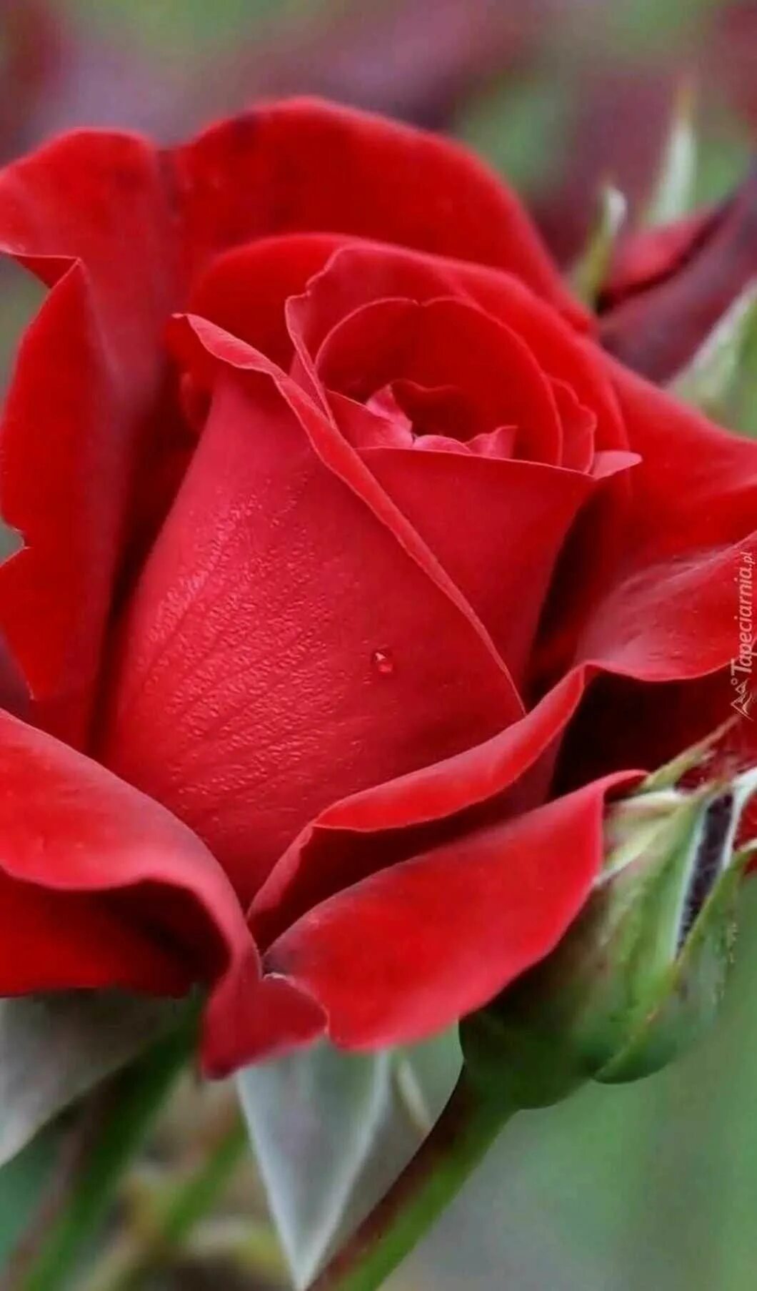 Красивые розы фото хорошего Hi Friends... Red Rose For You... - Steemit Rose flower wallpaper, Beautiful ros