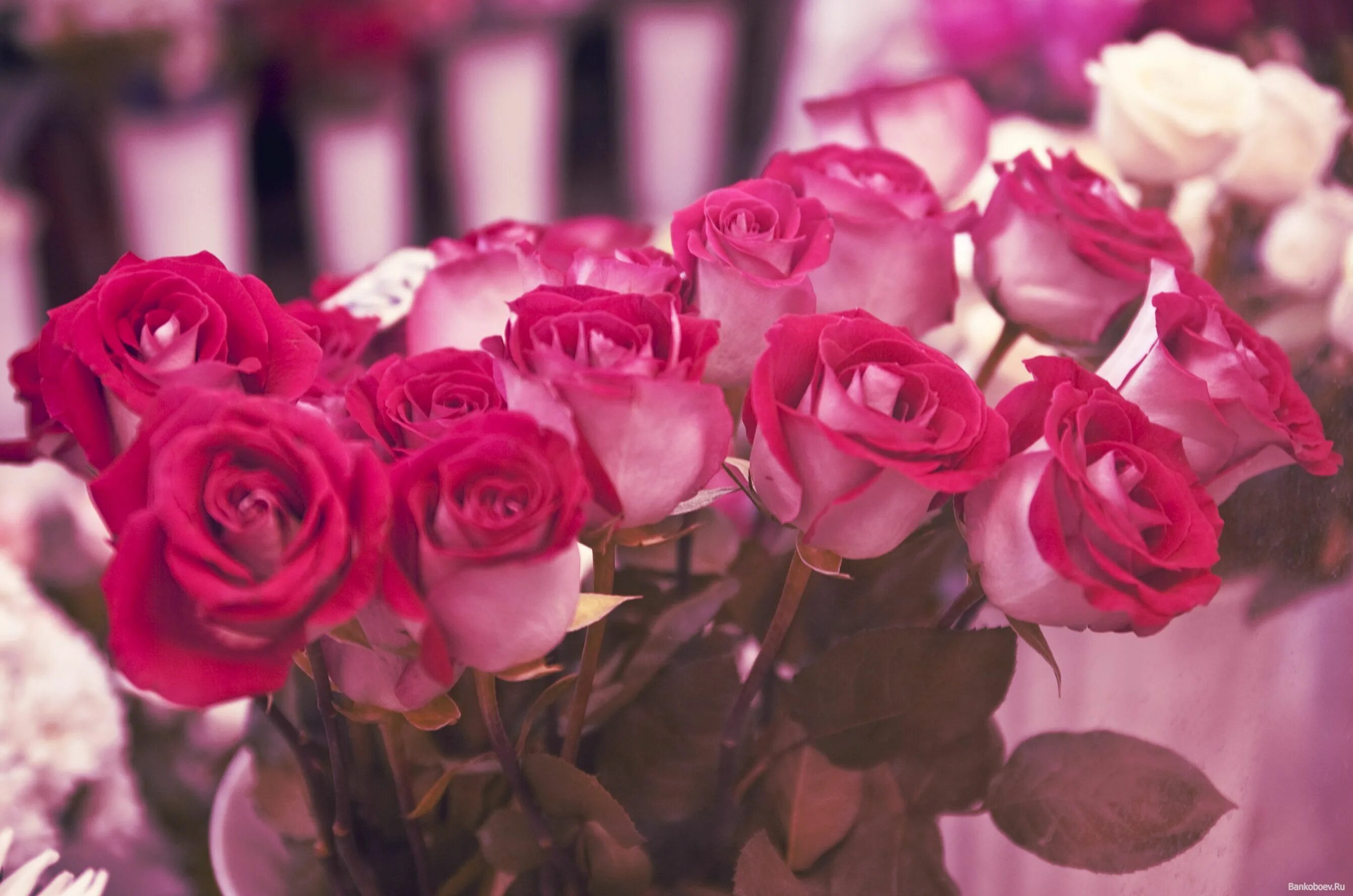 Красивые розы фото хорошего Pin on Красота Flowers, Rose, Garden crafts diy