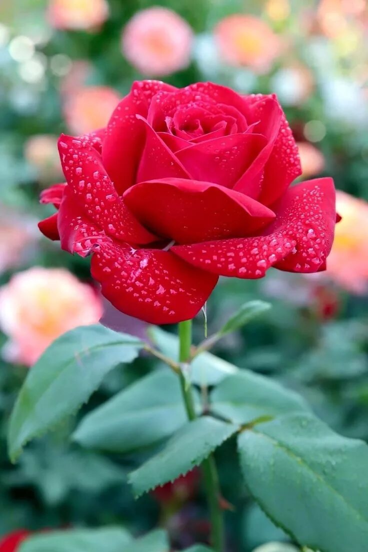 Красивые розы фото хорошего Pin on 1 111 Roses Beautiful rose flowers, Beautiful roses, Amazing flowers