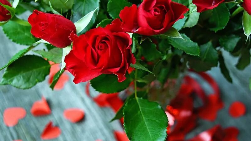 Красивые розы фото хорошего Самый женский тест: какой вы цветок