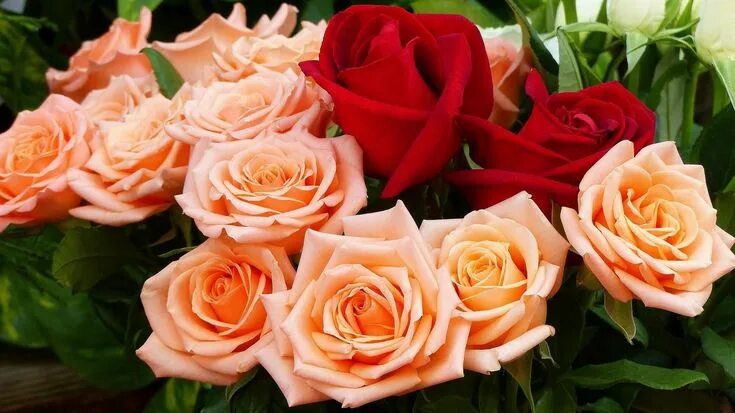 Красивые розы фото хорошего розы бутоны букет HD обои для ноутбука Flowers, Rose, Garden