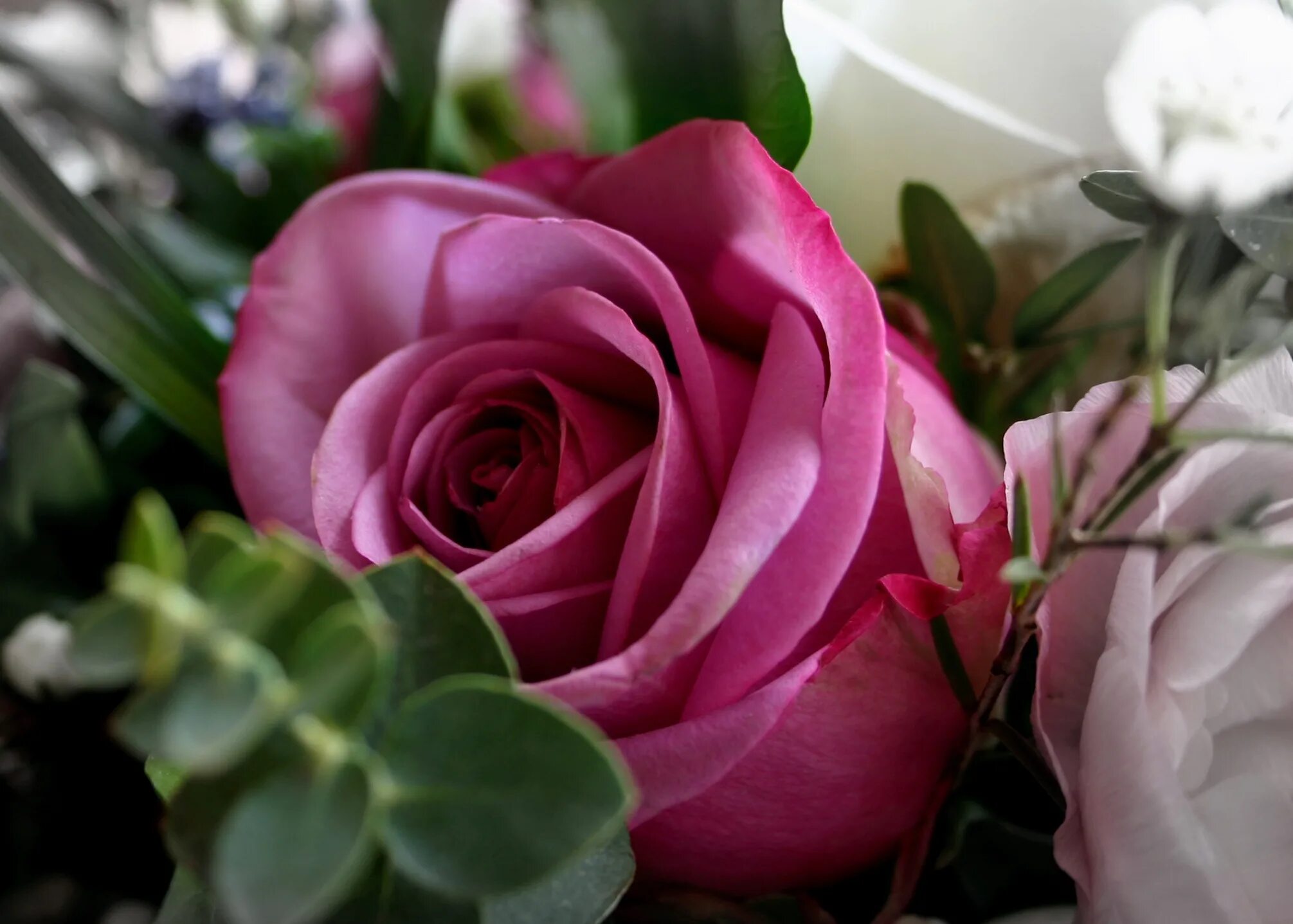 Красивые розы фото хорошего Free Images : blossom, petal, spring, pink, close, flora, red rose, bouquet of f