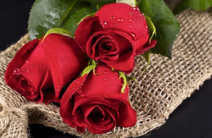 Красивые розы фото хорошего Похожее изображение Red roses, Rose, Flowers