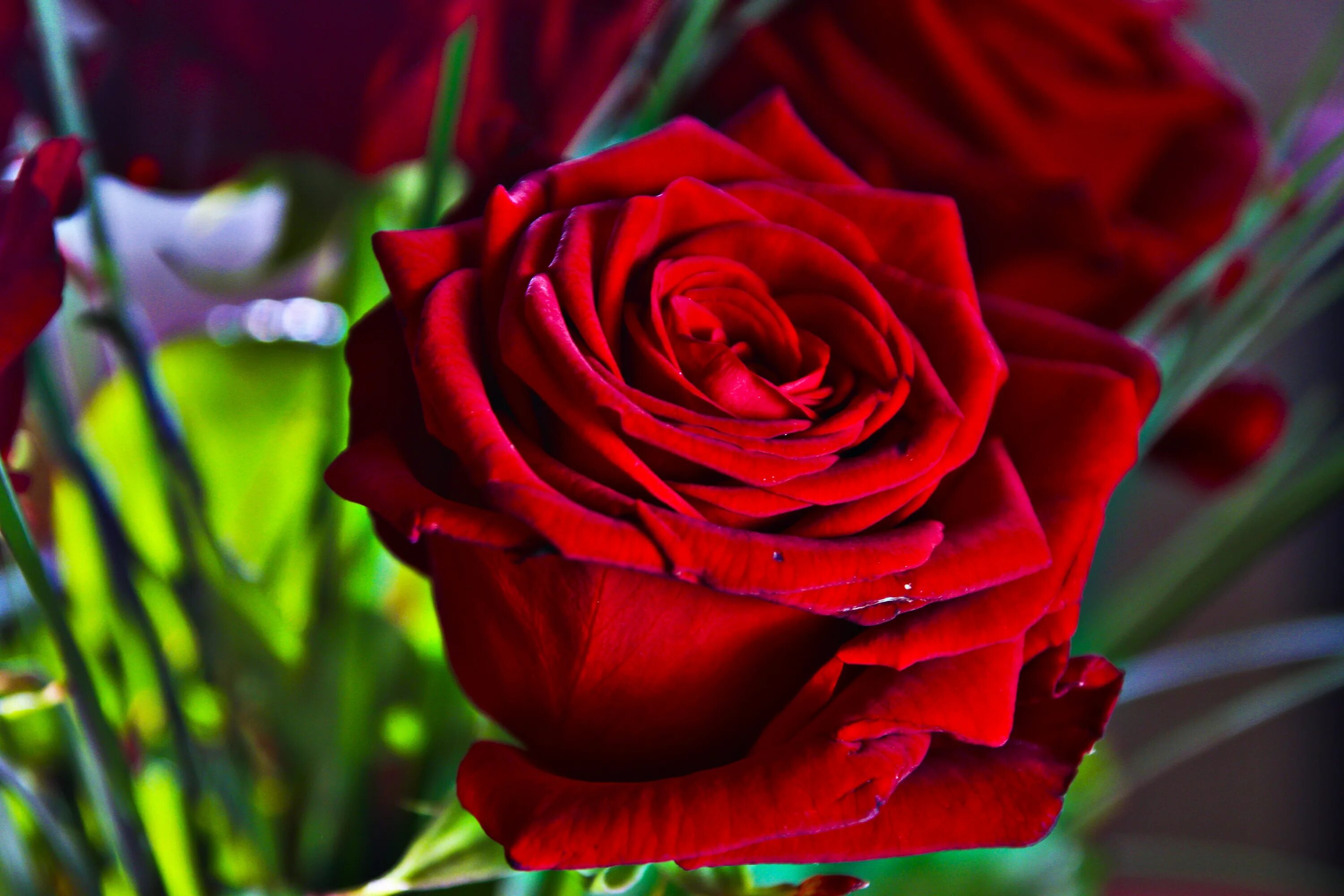 Красивые розы фото хорошего Free Images : blossom, flower, petal, bloom, pink, flora, red rose, close up, mi