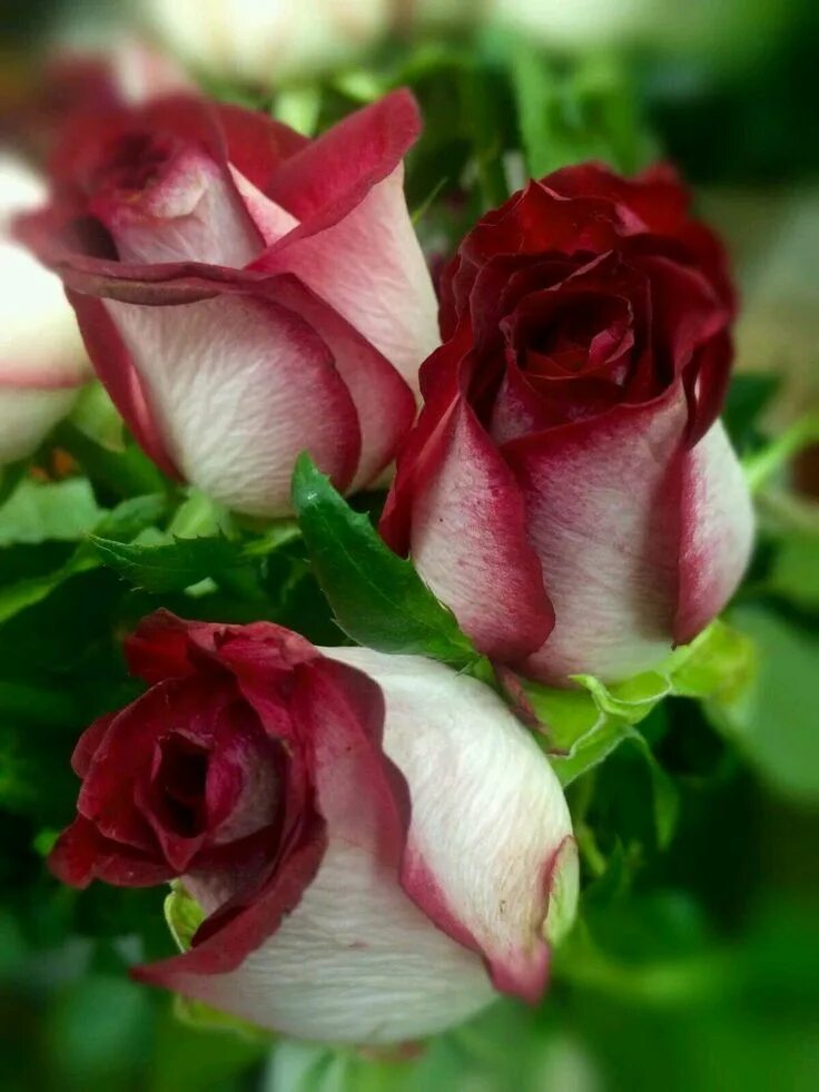 Красивые розы фото хорошего Pin on *♥ Fav Roses ♥* Beautiful rose flowers, Beautiful flowers garden, Beautif