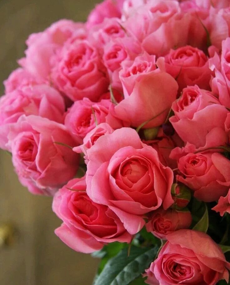 Красивые розы фото хорошего Pin by Maria Herodt on ROSES Beautiful rose flowers, Beautiful flowers, Rose flo