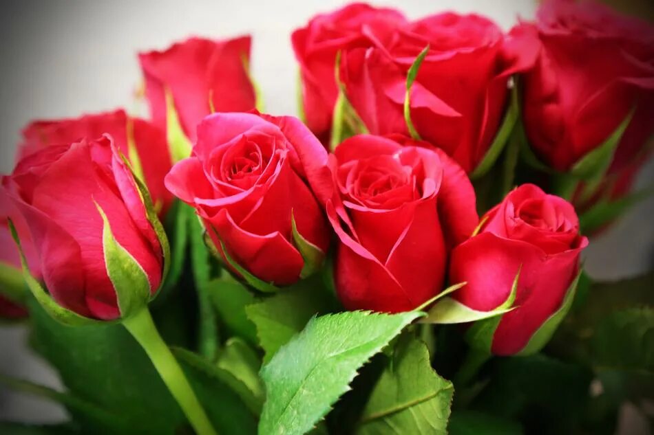 Красивые розы фото хорошего качества бесплатно Pink Red Roses free image download