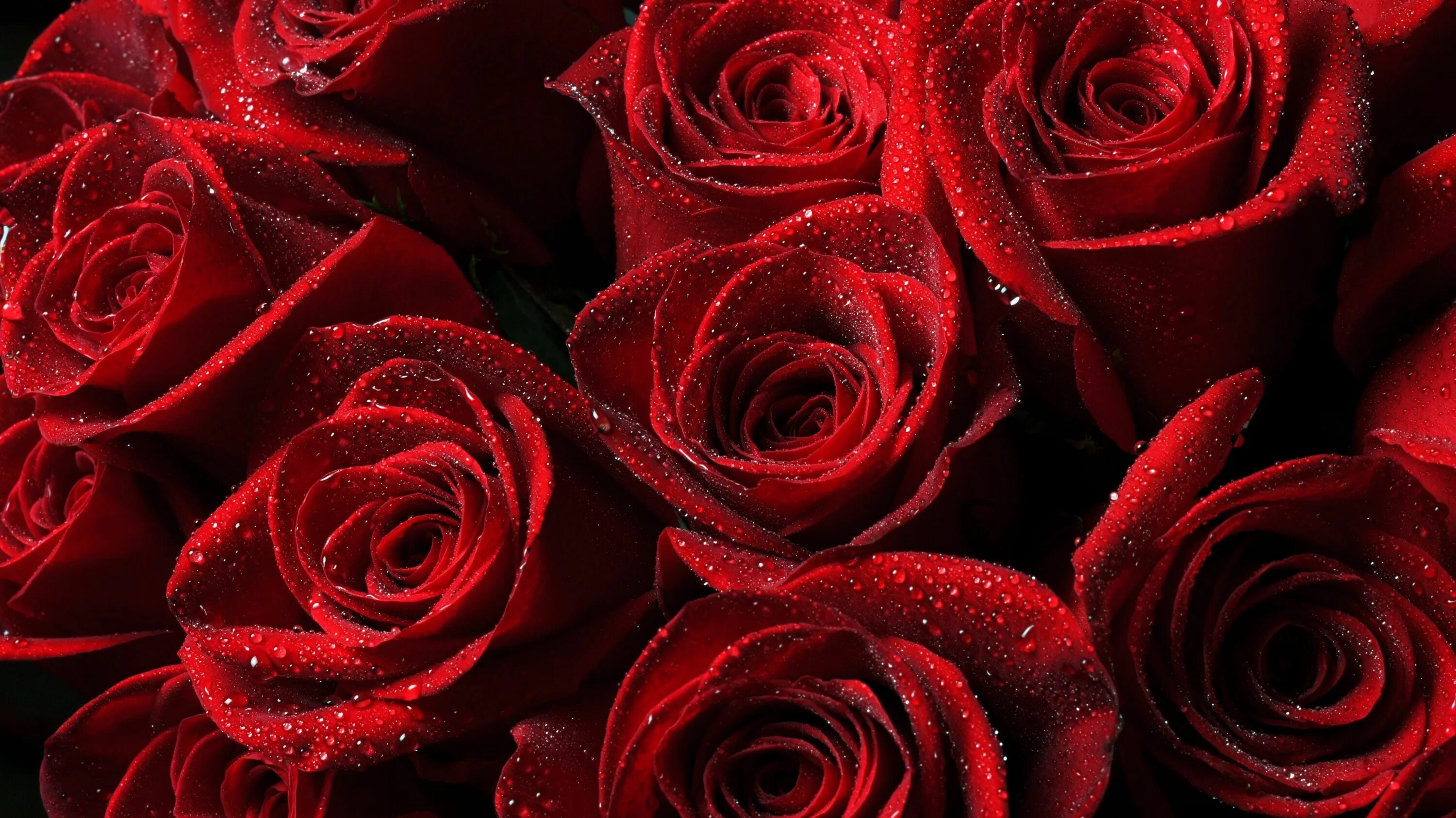 Красивые розы фото хорошего качества бесплатно Pin di Ahmed Elshimy su ❀ Flowers & Roses. Carta da parati rossa, Rose rosse, Sf