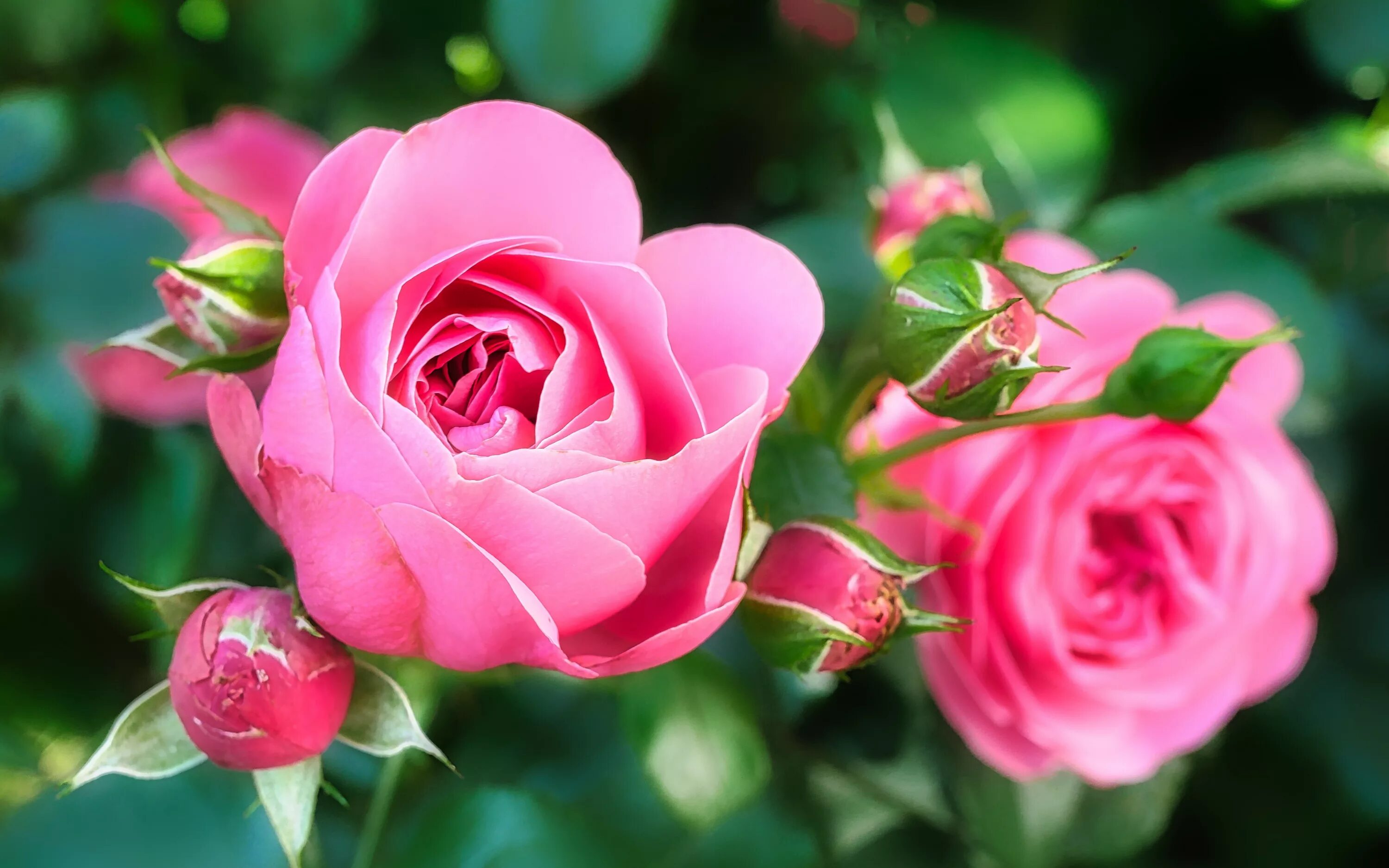 Красивые розы фото хорошего качества скачать Two beautiful pink roses with buds Desktop wallpapers 1024x1024