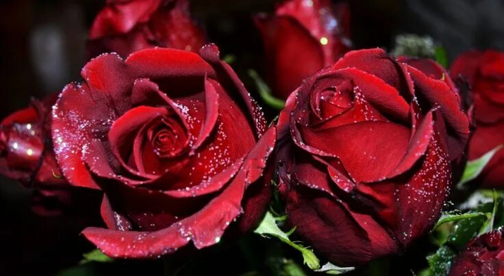 Красивые розы фото хорошего качества скачать Картинки по запросу beautiful rose love Flowers, Rose, Beautiful roses