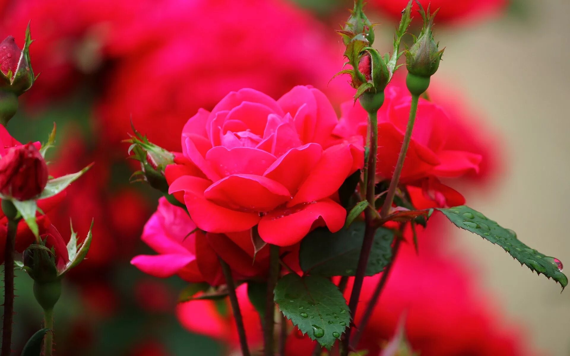 Красивые розы фото хорошего качества скачать Wallpaper : flowers, red, petals, blossom, pink, flower, flora, petal, botany, l