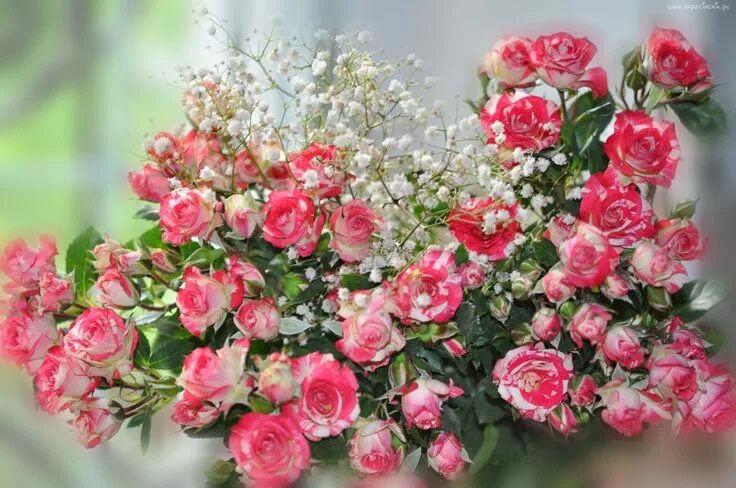 Красивые розы фото с днем рождения Bukiet, Rozowe, Roze Hd flower wallpaper, Flowers, Flower wallpaper