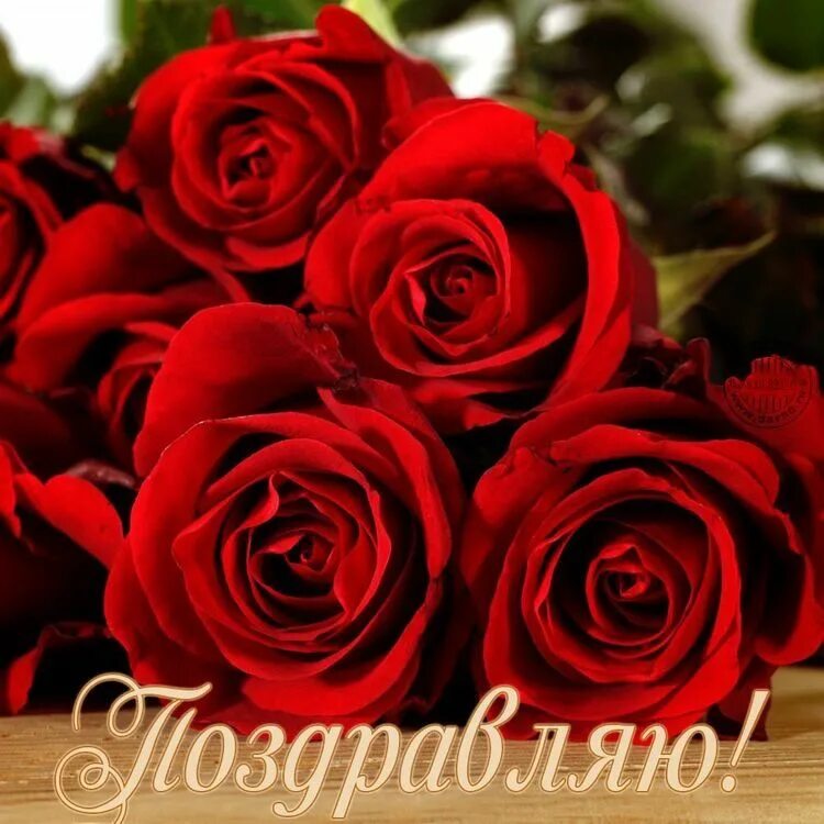 Красивые розы фото с днем рождения Pin on открытки Flowers, Rose, Plants