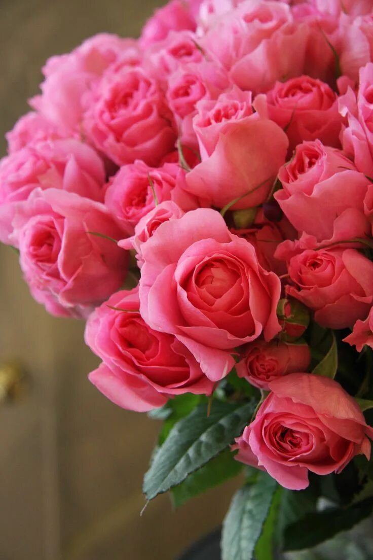 Красивые розы фото с днем рождения My favorite flowers for Mother's Day! Розы, Красивые цветы, Розовые розы