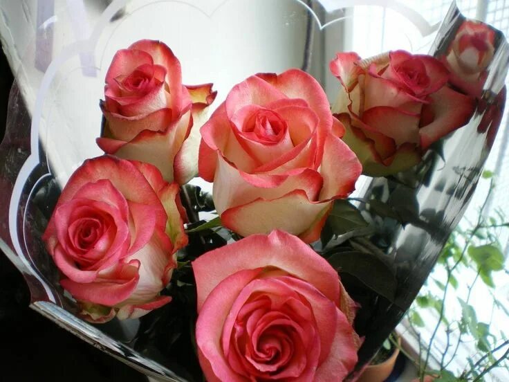 Красивые розы реальные фото Розы на столе дома - 28 фото Rose, Flowers, Plants