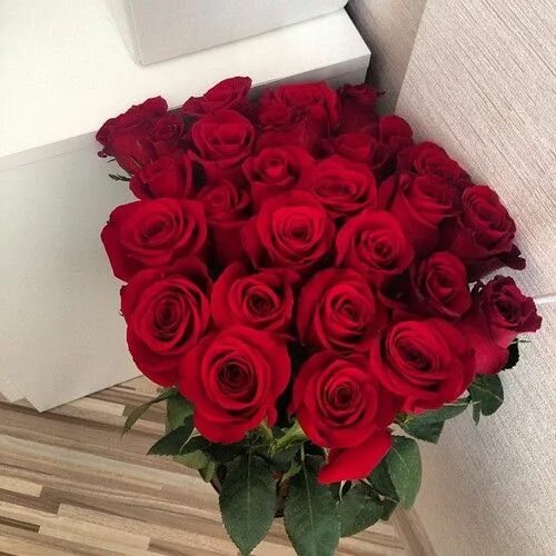Красивые розы реальные фото bootyliciousbxtch Luxury flowers, Pretty flowers, Flowers