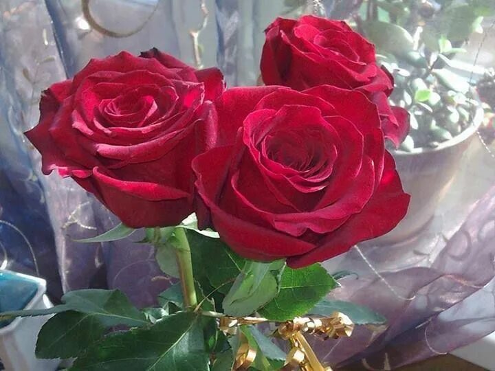 Красивые розы реальные фото THIS IS FOR YOU NAMAMI Rose, Rose wallpaper, Flowers