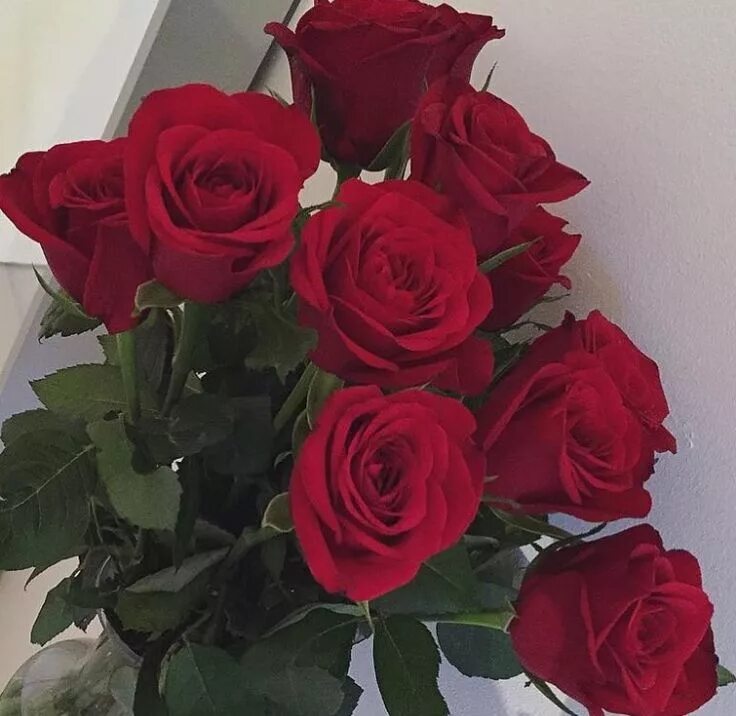 Красивые розы реальные фото @Gurrfy @Gurrfy ✨ Beautiful flowers, Rose flower, Beautiful roses