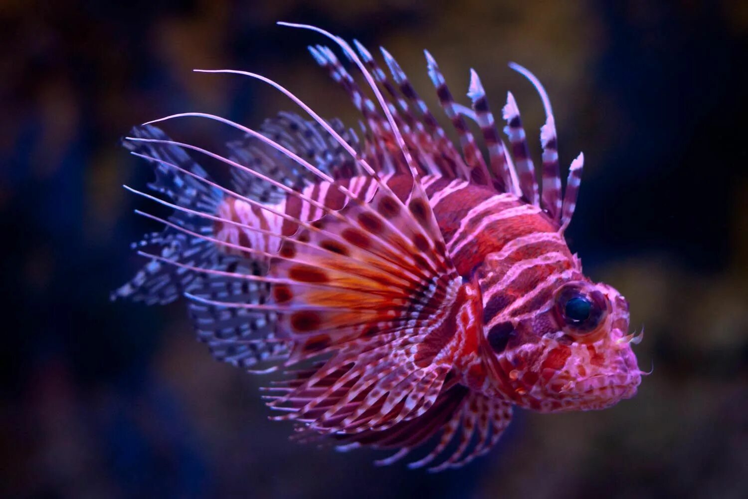 Красивые рыбки фото название 2014 Tenuta Sette Ponti Crognolo, Super Tuscan Lion fish, Beautiful sea creature