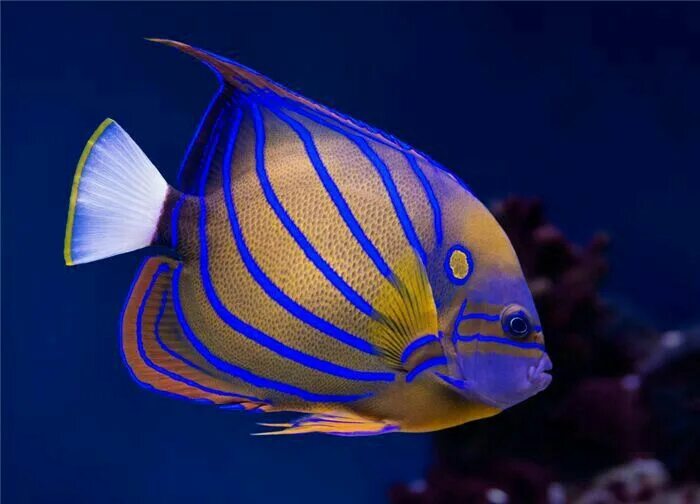 Красивые рыбки фото название Pin on Underwater world Angel fish, Tropical fish tanks, Diy fish tank