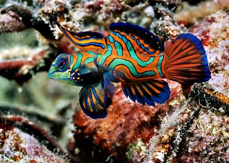 Красивые рыбки фото название 20 Beautiful Animals That Live Under The Sea Belles créatures de la mer, Poisson