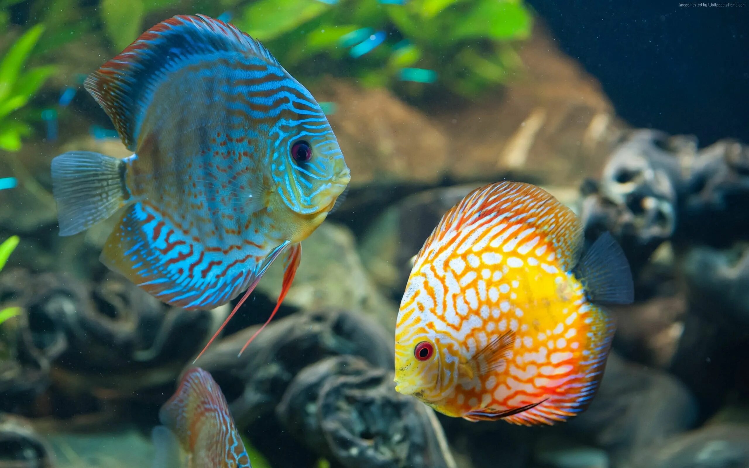 Красивые рыбки фото название Pin on Aquascape