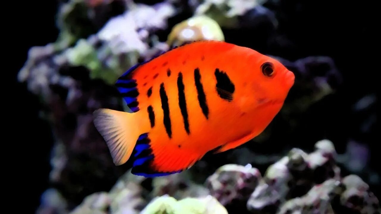 Красивые рыбки фото название 10 Ikan Jenis Ikan Laut Terindah di Dunia Yang Dapat Dipelihara Di Aquarium - Yo