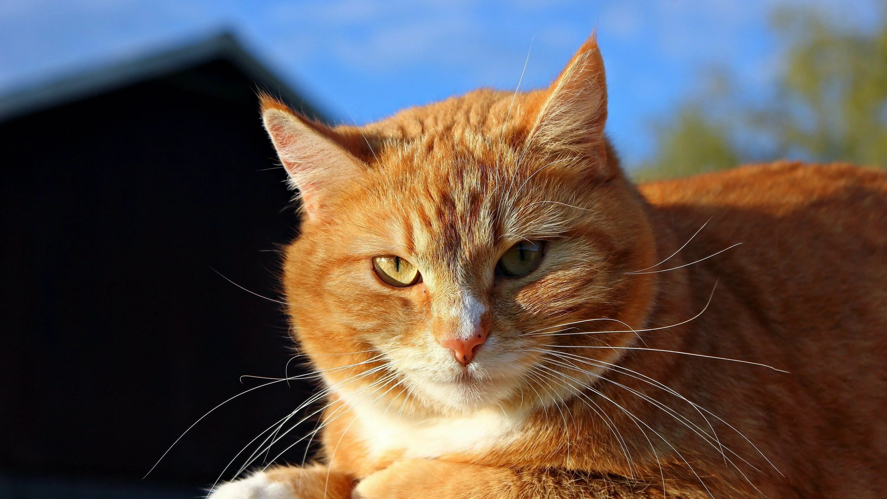 Красивые рыжие коты фото Pin on wallpapers and backgronds