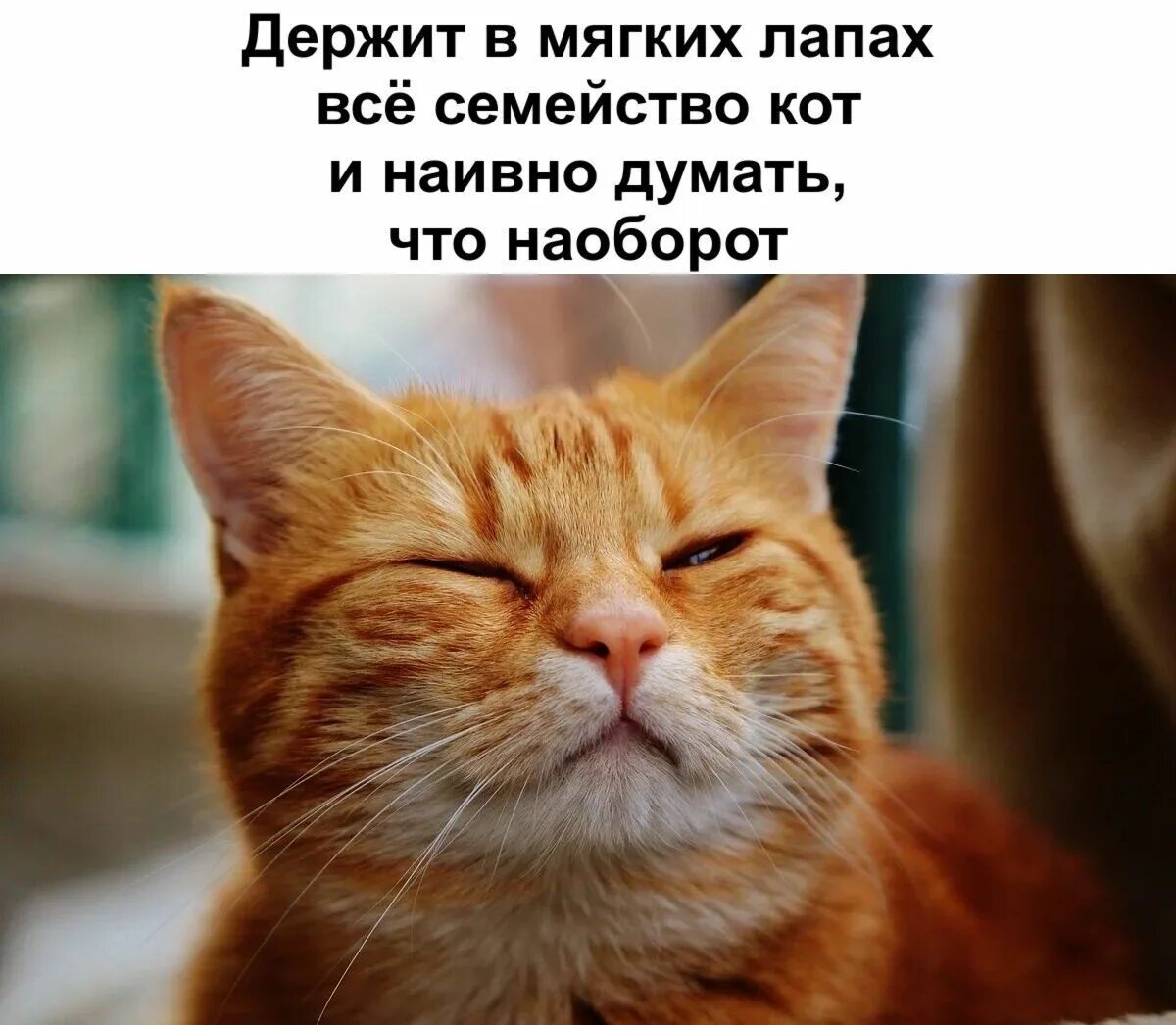 Красивые рыжие коты фото Пин на доске высказыаания и пожелания в 2024 г Милые котики, Смешные котята, Заб