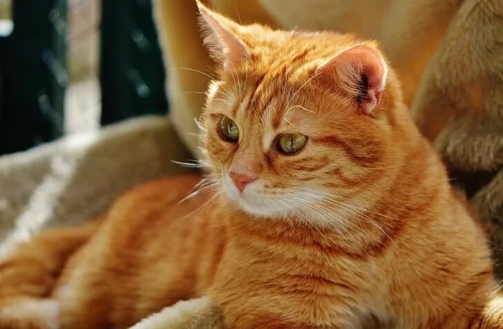 Красивые рыжие коты фото https://xn--80aeegmv.xn--p1ai/ Cats, Feline, Cat ownership