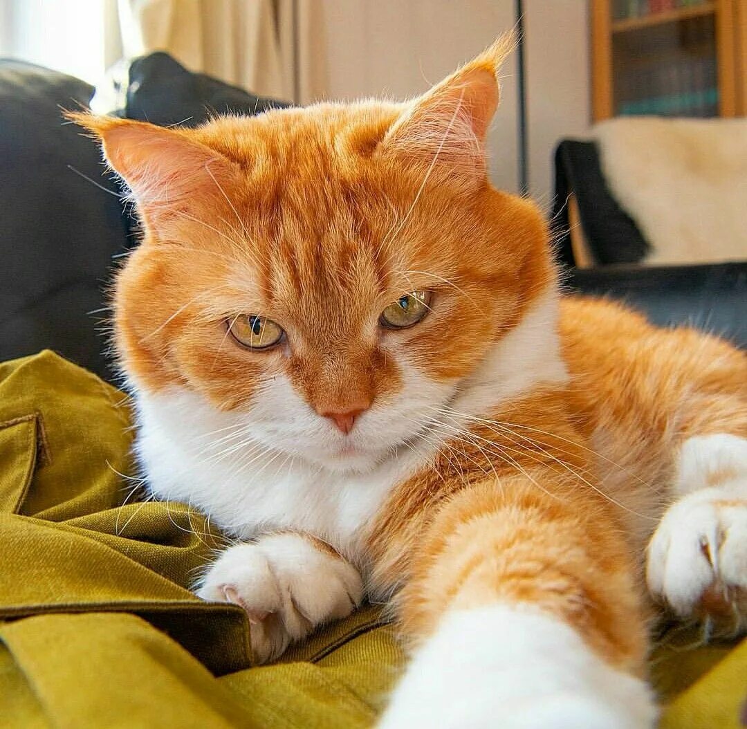 Красивые рыжие коты фото Pin auf gatos/katzen/cats/chats Hunde, Katzen