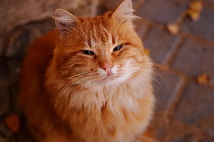 Красивые рыжие коты фото photogenicfelines Кошачьи, Рыжие кошки, Милые котики