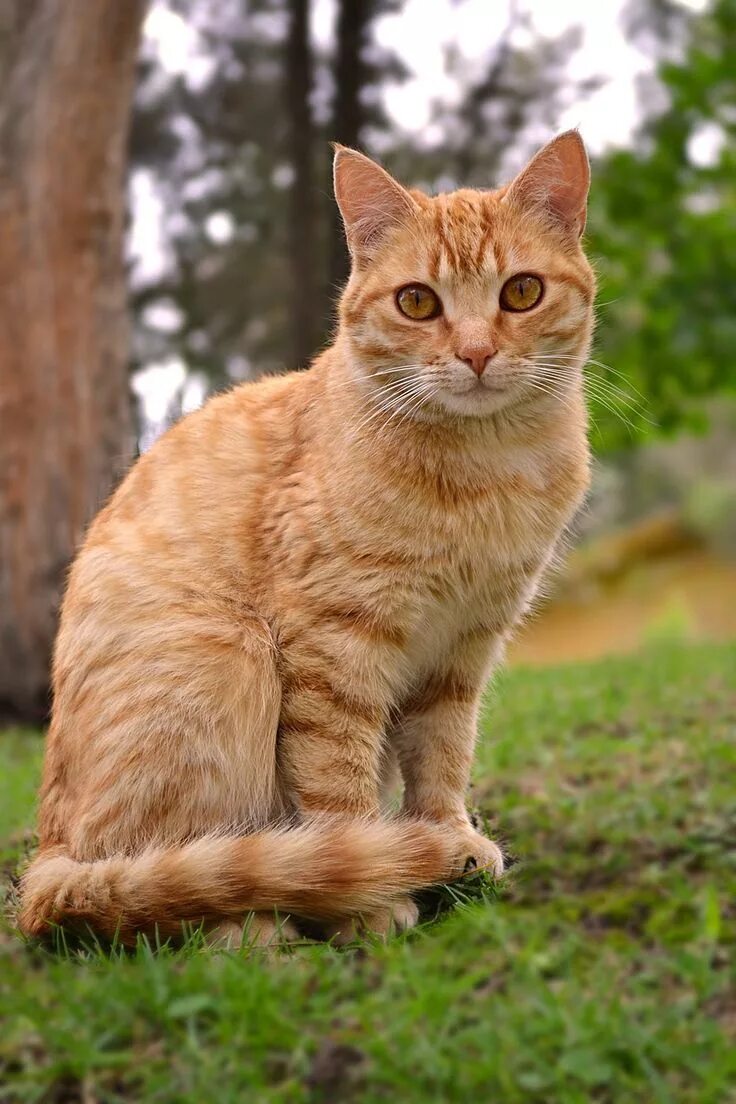 Красивые рыжие коты фото Cat Feline Animal - Free photo on Pixabay Cat breeds, Cute cats, Kittens