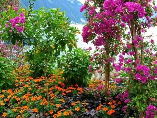 Красивые садовые цветы фото LANDSCHAPPEN VAN BLOEMEN Flower images wallpapers, Beautiful flowers wallpapers,