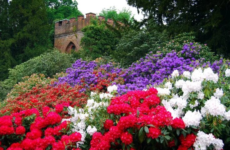 Красивые садовые цветы фото Pin by jjjjjj on Сады, цветники и клумбы Trees to plant, Flowers, Flowers nature