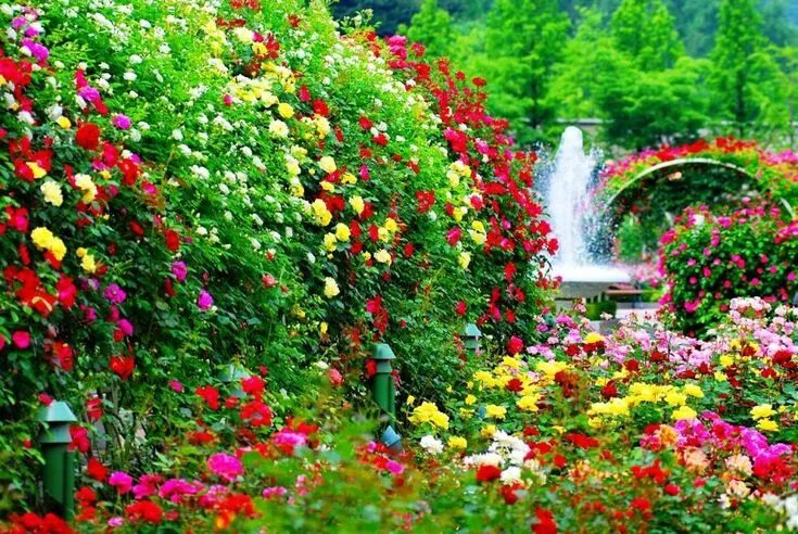 Красивые садовые цветы фото Cómo diseñar un jardín florido exhibiendo la elegancia de la naturaleza Como dis